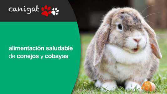 alimentacion saludable de conejos y cobayas.