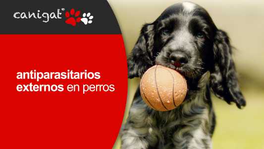 antiparasitarios externos en perros