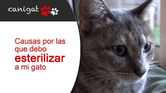 Causas por las que debo esterilizar a mi gato