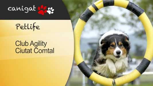 club agility ciutat comtal