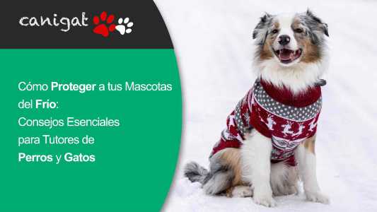 Cómo Proteger a tus Mascotas del Frío- Consejos Esenciales para Tutores de Perros y Gatos