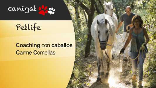 coaching con caballos