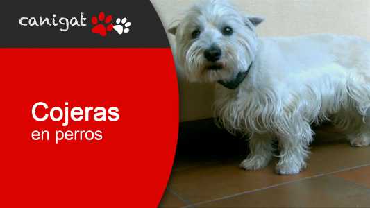 cojeras en perros