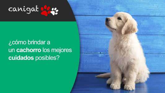 como brindar a un cachorro los mejores cuidados posibles