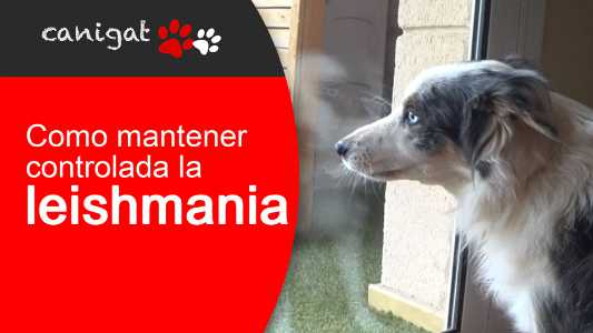 como mantener controlada la leishmania