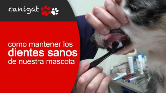 como mantener los dientes sanos de nuestra mascota