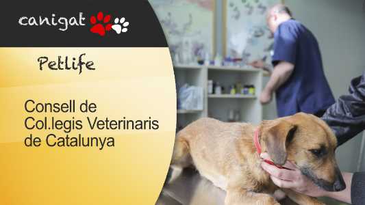 consell de col.legis veterinaris de catalunya