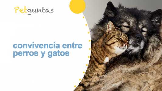 convivencia entre perros y gatos