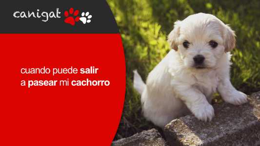 cuando puede salir a pasear mi cachorro