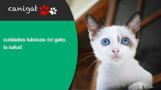 Cuidados básicos del gato, la salud