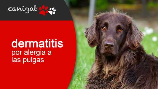 dermatitis por alergia a las pulgas