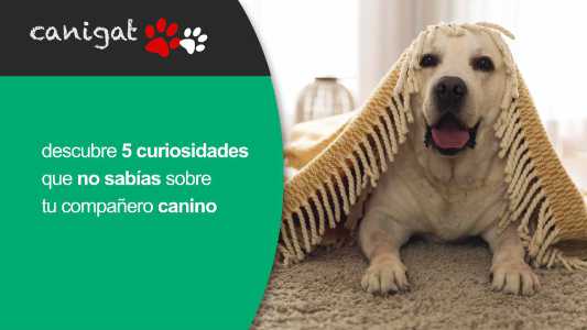 descubre 5 curiosidades que no sabías sobre tu compañero canino