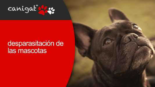 desparasitación de las mascotas