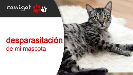 desparasitación de mi mascota