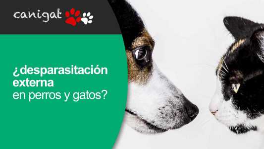 desparasitación externa perro y gato