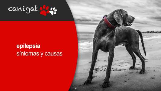 epilepsia en perros, sintomas y causas