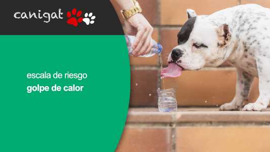 escala de riesgo golpe de calor en perros