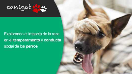 Explorando el impacto de la raza en el temperamento y conducta social de los perros