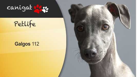 galgos 112