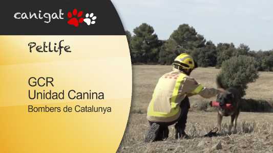 gcr unidad canina bombers de catalunya