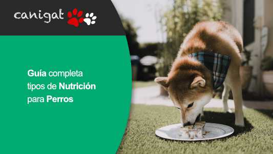 Guía completa tipos de Nutrición para Perros