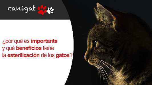 importancia y beneficios de esterilización gatos