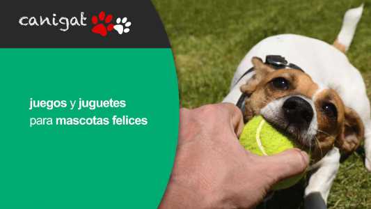 juegos y juguetes para mascotas felices