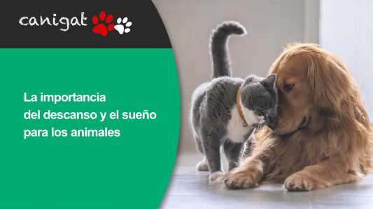 La importancia del descanso y el sueño para los animales