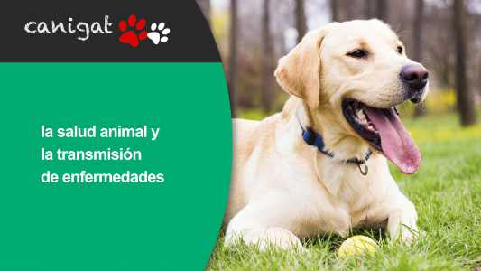 la salud animal y la transmisión de enfermedades