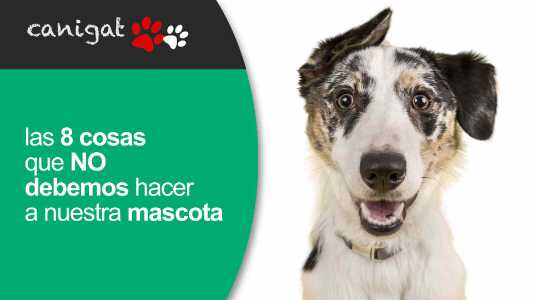 las 8 cosas que NO debemos hacer a nuestra mascota