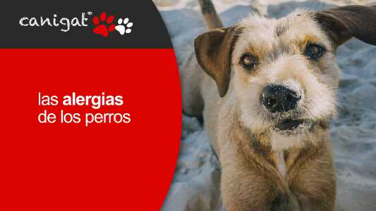 las alergias de los perros