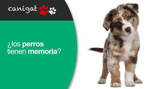 los perros tienen memoria