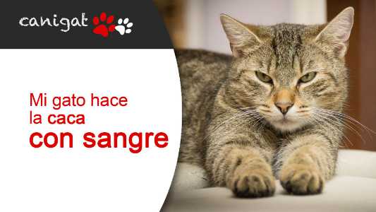 mi gato hace caca con sangre