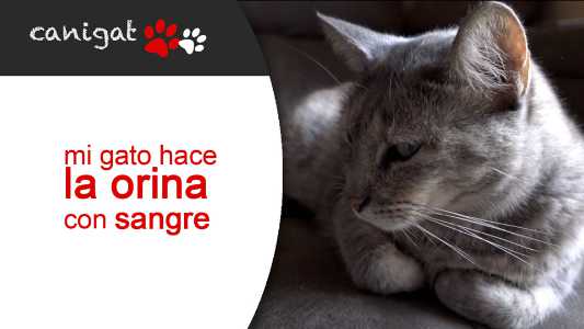 mi gato orina con sangre