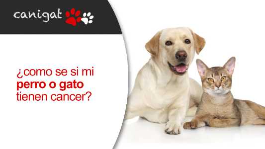 mi perro o gato tienen cancer