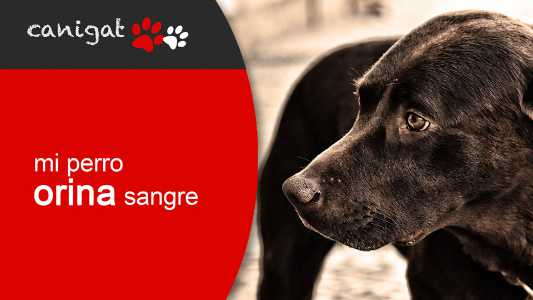 mi perro orina sangre