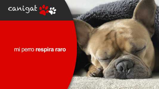 mi perro respira raro