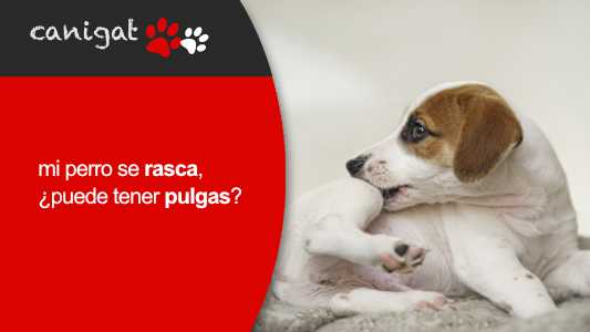 mi perro se rasca ¿puede tener pulgas?