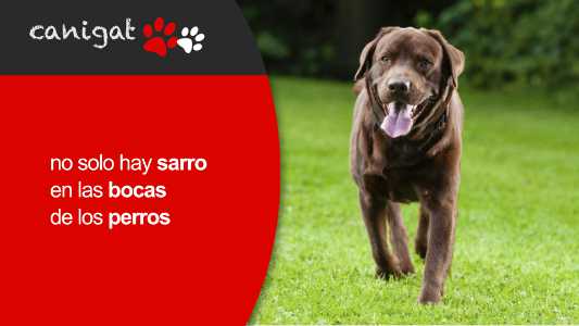 no solo hay sarro en las bocas de los perros