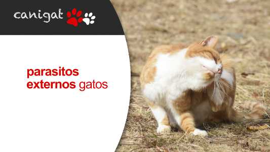 parasitos externos en gatos