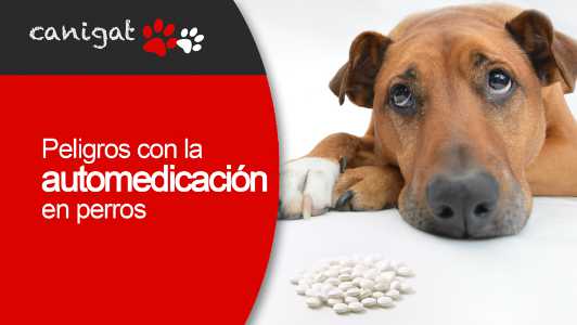 peligros con la automedicación en perros