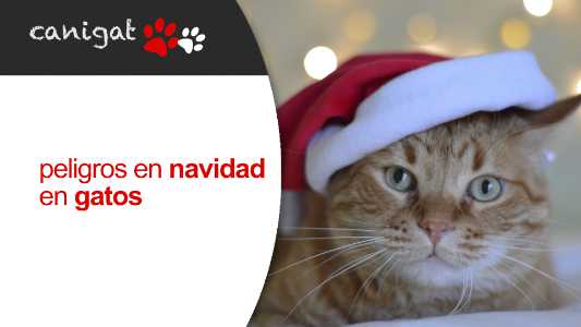 peligros en navidad en gatos