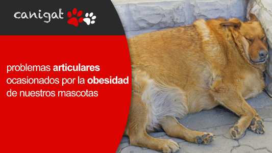 problemas articulares ocasionados por la obesidad de nuestras mascotas