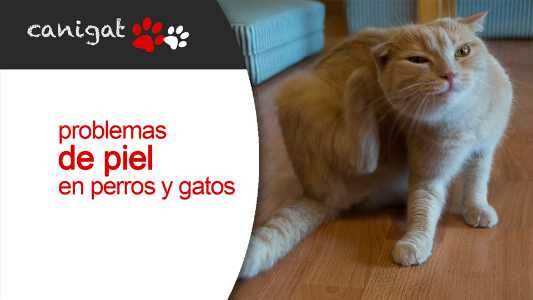 problemas de piel en perros y gatos