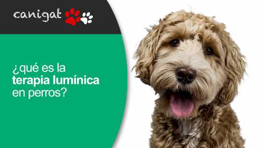 qué es la terapia lumínica en perros