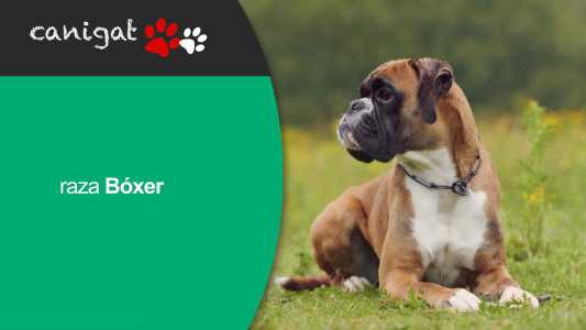 raza boxer