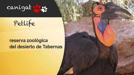 reserva zoológica del desierto de tabernas