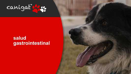 salud gastrointestinal en perros