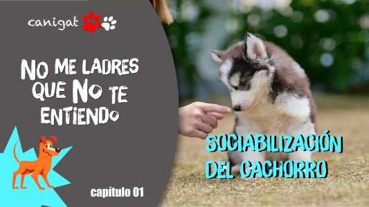 socialización del cachorro