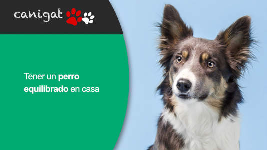 Tener un perro equilibrado en casa